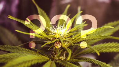 Photo of 5 CBD-Mythen: Was ist Wahrheit und was ist Unsinn