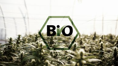 Photo of Wann besitzt CBD die Bio-Qualität?