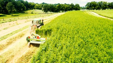 Photo of HempCo: Die größte Hanffarm Europas