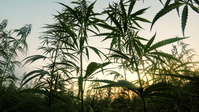 Photo of Was ist CBD?