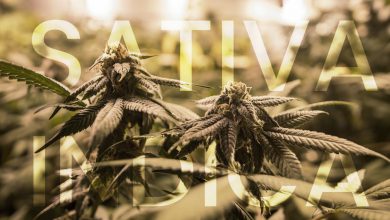 Photo of Was ist Cannabis Sativa, Indica und Ruderalis?