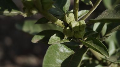Photo of CBD und Ashwagandha