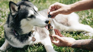 Photo of CBD Öl und seine Anwendung bei Hunden