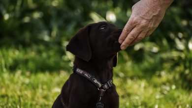 Photo of Wie wird das CBD Öl dem Hund richtig verabreicht?