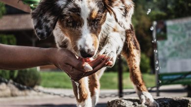 Photo of Welche Arten von CBD Ölen gibt es für meinen Hund?