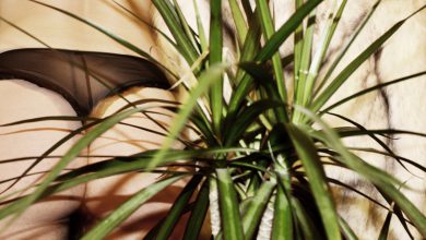 Photo of CBD zur Selbstbefriedigung