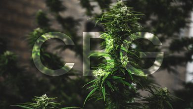 Photo of Was ist CBG? Was ist der Unterschied zu CBD und THC?