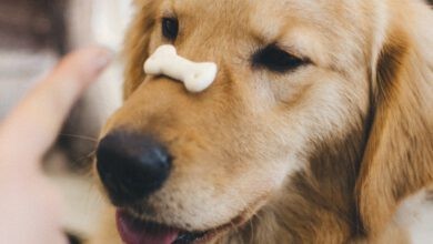 Photo of Hundekekse mit CBD