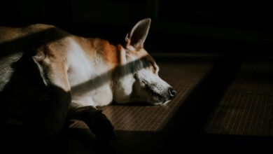 Photo of Warum vertragen Hunde mit MDR1-Gendefekt kein CBD?