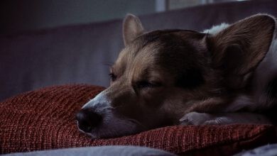 Photo of CBD bei arthritischen Hunden