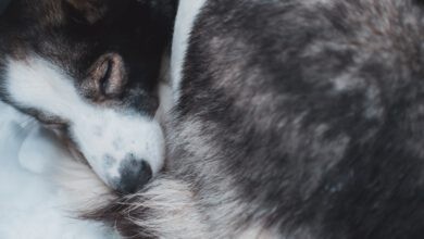 Photo of CBD gegen Juckreiz beim Hund