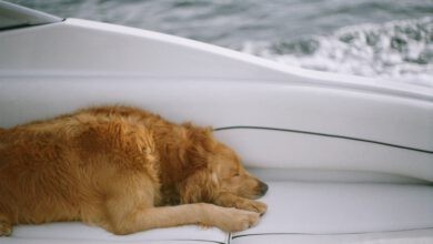 Photo of CBD gegen Krämpfe beim Hund