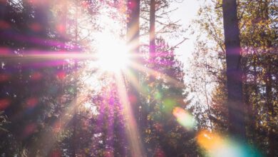 Photo of Dankbarkeit