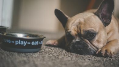 Photo of CBD für Appetitlosigkeit/Untergewicht beim Hund