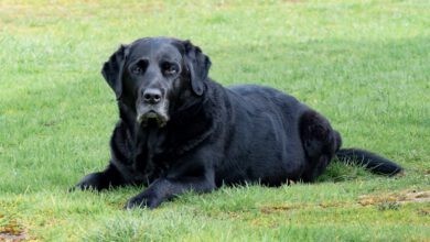 Photo of CBD gegen Alterserscheinungen beim Hund