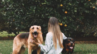 Photo of Vitamin C für Hunde – warum es gut ist einem Hund Vitamin C zu verabreichen