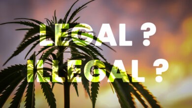 Photo of Europäischen Gerichtshof (EuGH): „CBD ist keine Droge und kein Betäubungsmittel.“ Ist Cannabidiol jetzt legal?