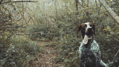 Photo of Nahrungsergänzungsmittel für den Hund