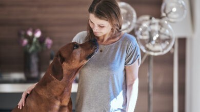 Photo of Interview: Die Hundekugeln von nacani