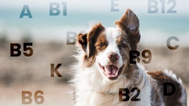 Photo of Welche Vitamine braucht mein Hund?