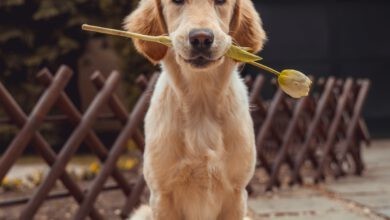 Photo of Verhalten: So gelingt die Erziehung Deines Hundes