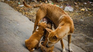 Photo of Colostrum für Hunde