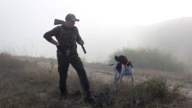 Photo of CBD für Jagdhunde