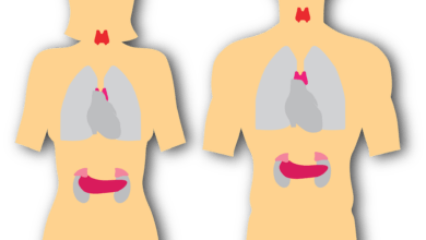 Photo of Meister-Kommunikation: CBD und das Hormonsystem